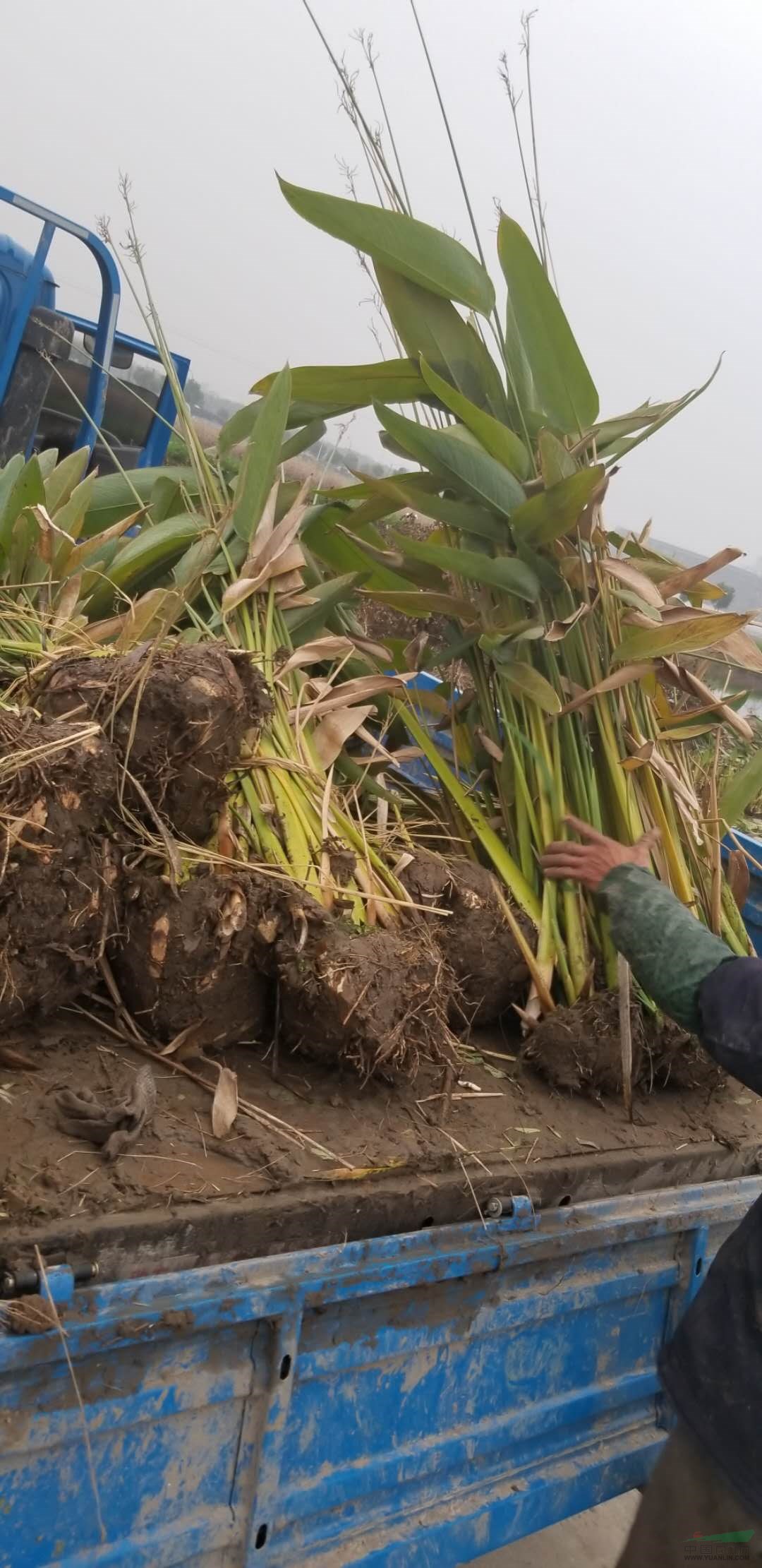 水生植物再力花供應