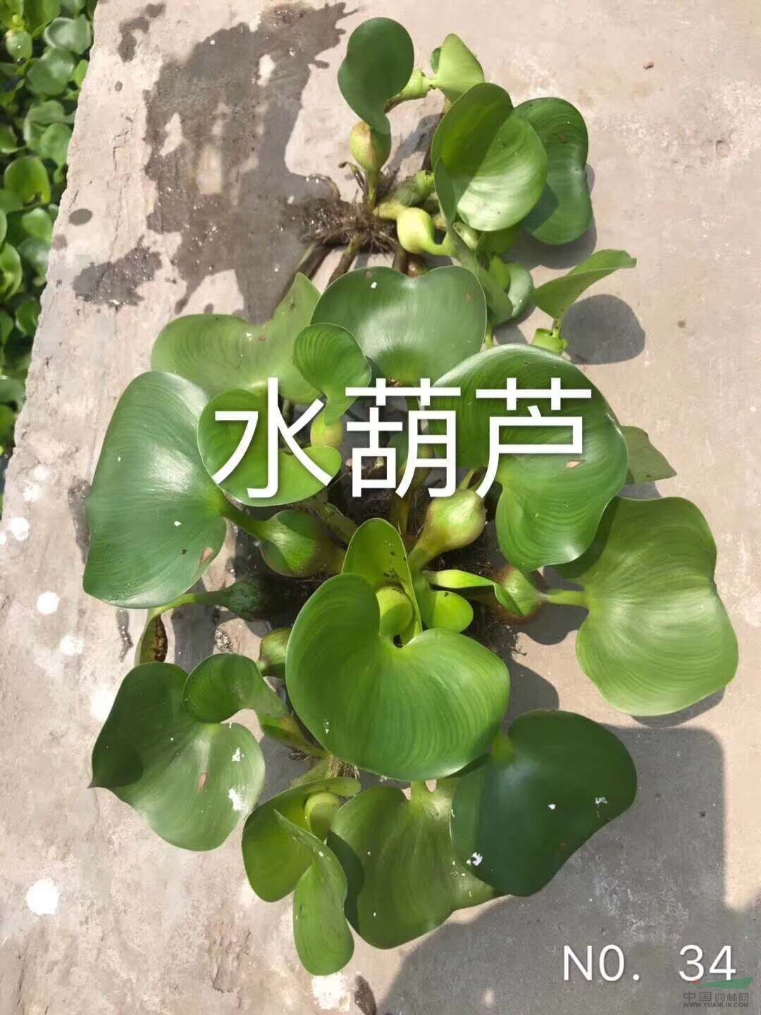 水生植物聚草水葫芦水白菜