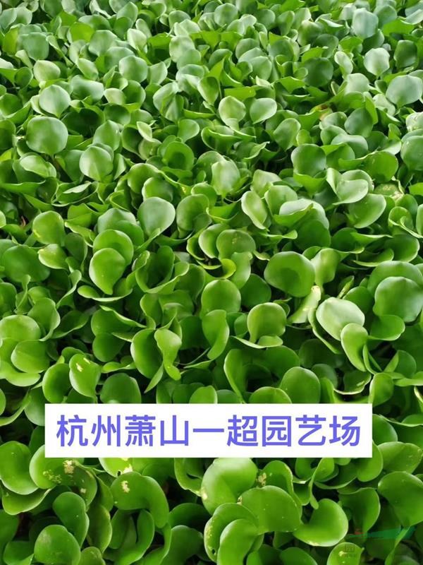 鳳眼蓮 精品鳳眼蓮 鳳眼蓮基地