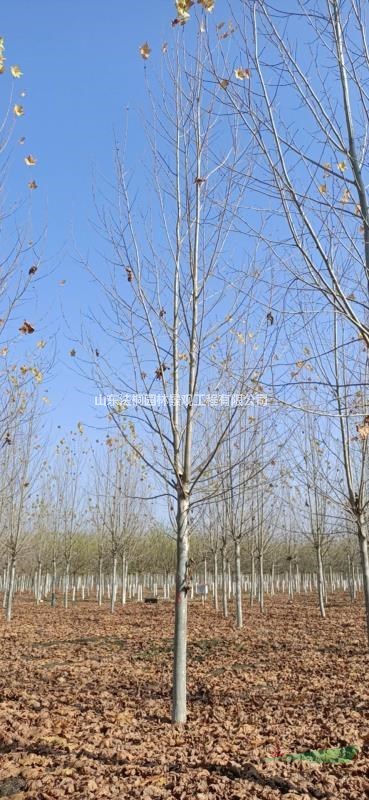 法桐之鄉(xiāng)    10公分至20公分法國(guó)梧桐質(zhì)優(yōu)價(jià)廉