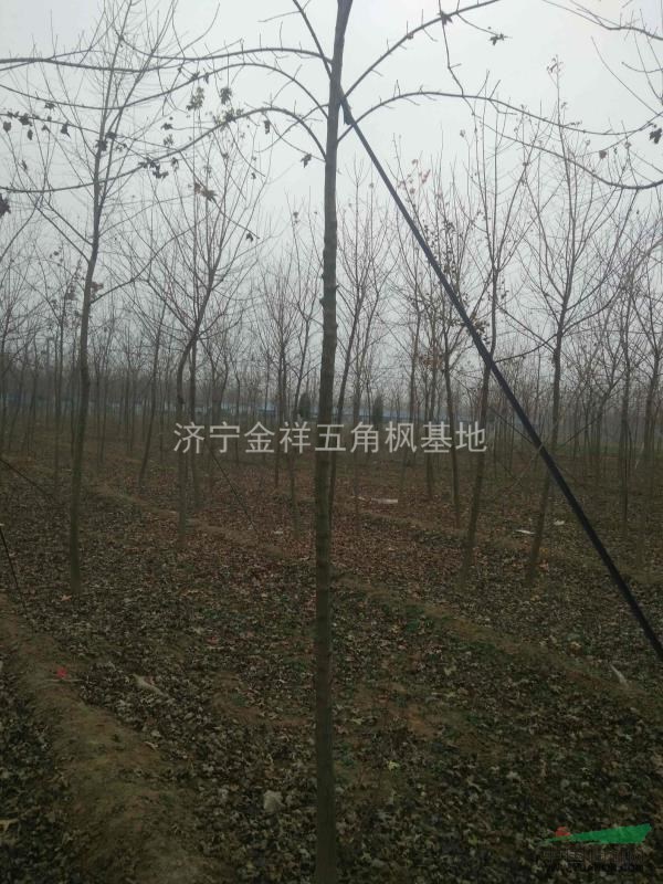 間苗出售5，6公分一級二級五角楓