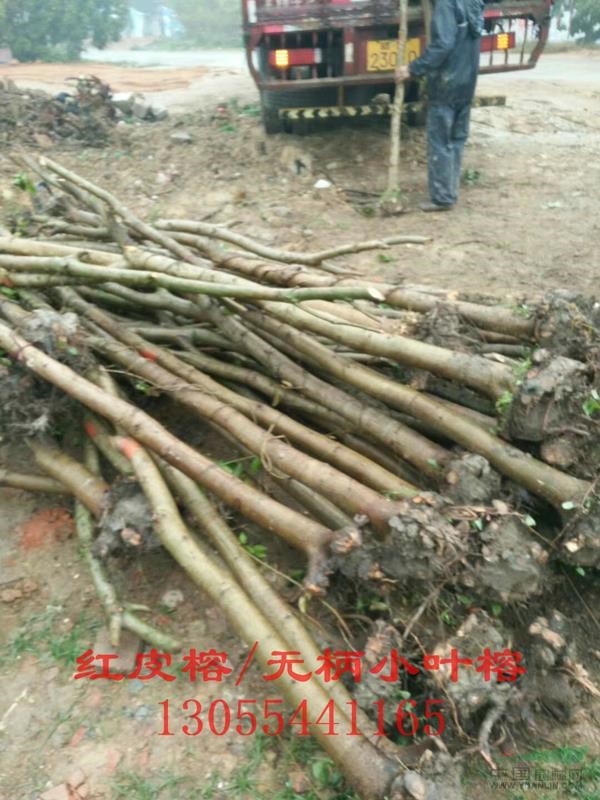 紅皮榕全冠地苗、袋苗、移植苗,熱銷廣西