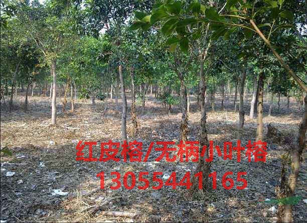 紅皮榕全冠地苗、袋苗、移植苗,熱銷廣西