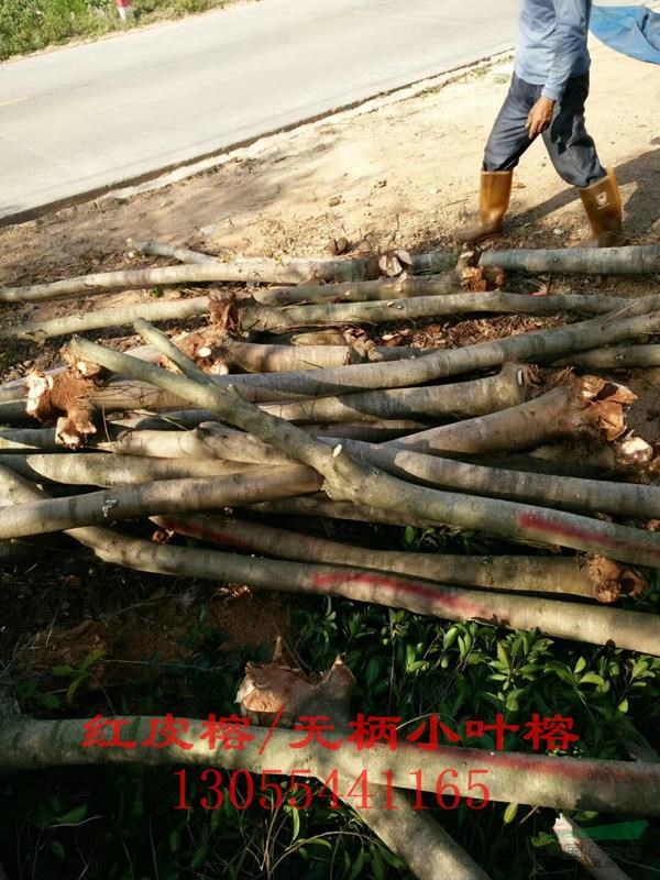 紅皮榕圖片,紅皮榕移植苗,熱銷廣西