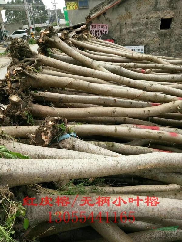 紅皮榕圖片,紅皮榕移植苗,熱銷廣西