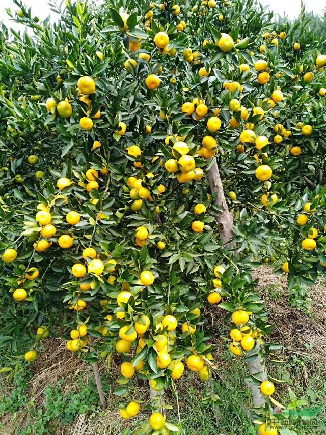 桂林地区大量低价供应橘子树/橘子树/香泡树/香橼/胡柚