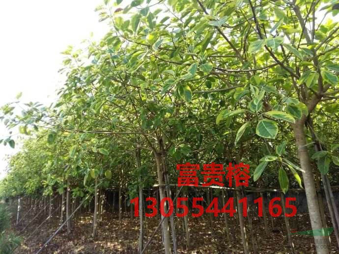 富貴榕批發(fā)基地,花葉高山榕樹苗地苗,熱銷四川成都
