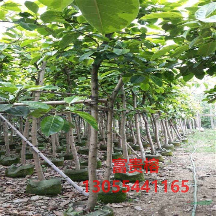富貴榕批發(fā)基地,花葉高山榕樹苗地苗,熱銷四川成都
