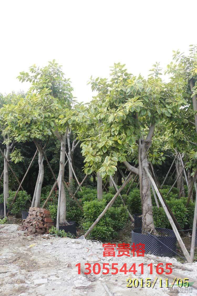 富貴榕市場價格,花葉高山榕全冠,熱銷四川成都