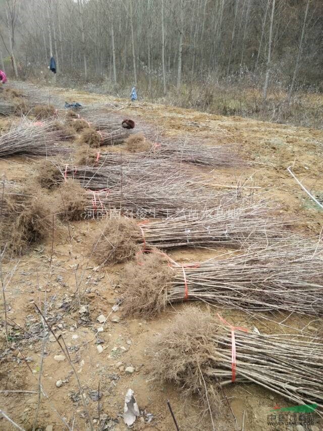 大量供應山茱萸苗