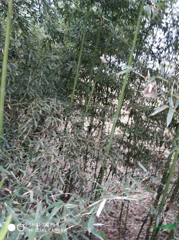 各類竹子