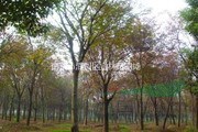 榔榆價(jià)格|榔榆樹價(jià)格|12-20公分榔榆樹價(jià)格
