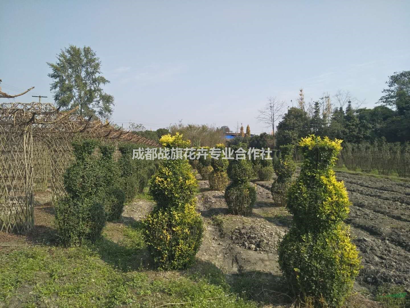 小葉女貞酒壺造型 溫江小葉女貞造型基地 小葉女酒壺造型價格 