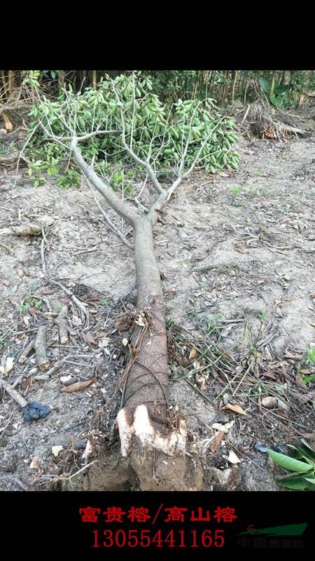 富貴榕裸根地苗，花葉高山榕批發(fā)基地，富貴榕圖片