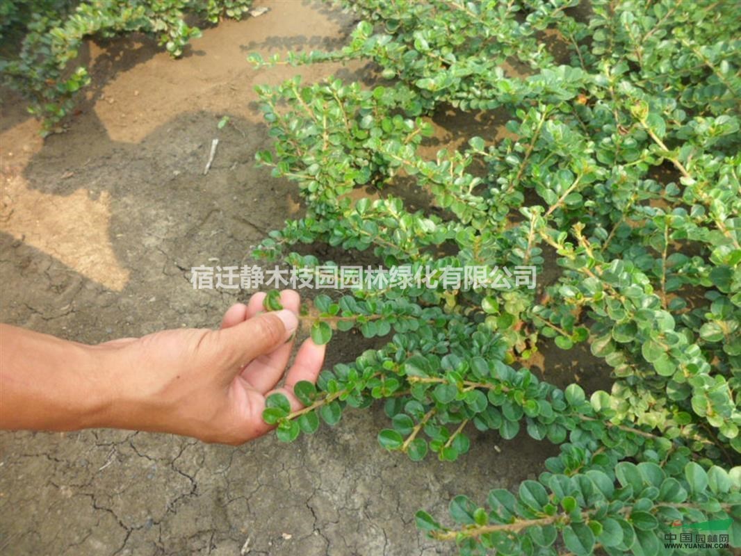 江蘇沭陽縣供應大量獨桿平枝荀子苗木