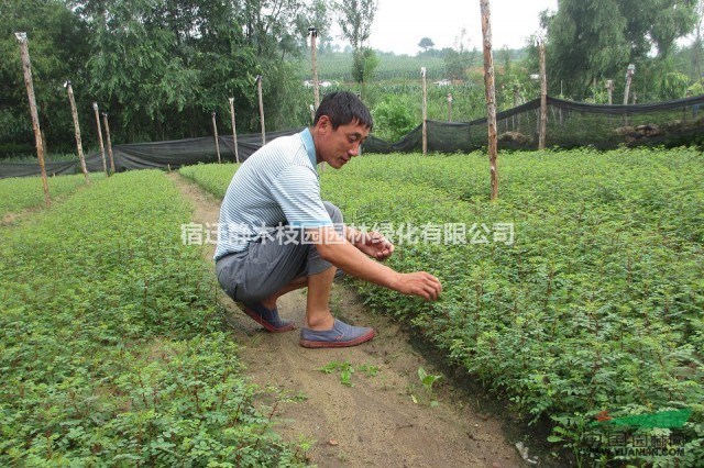 [供應(yīng)]江蘇沭陽(yáng)縣供應(yīng)大量黃刺玫