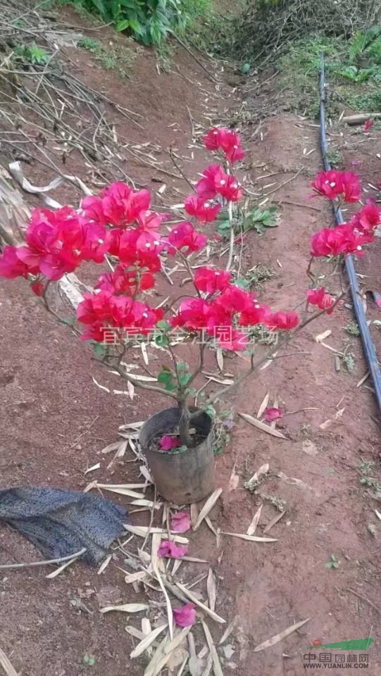 專業(yè)種植三角梅｜三角梅批發(fā)，金江園藝