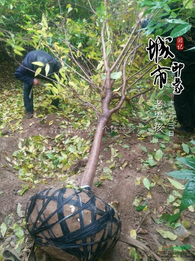 河南鄢陵，精品八公分臘梅