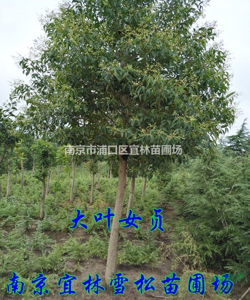 大葉女貞價格|江蘇大葉女貞價格|16公分大葉女貞價格多少