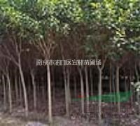 大葉女貞價格|江蘇大葉女貞價格|16公分大葉女貞價格多少