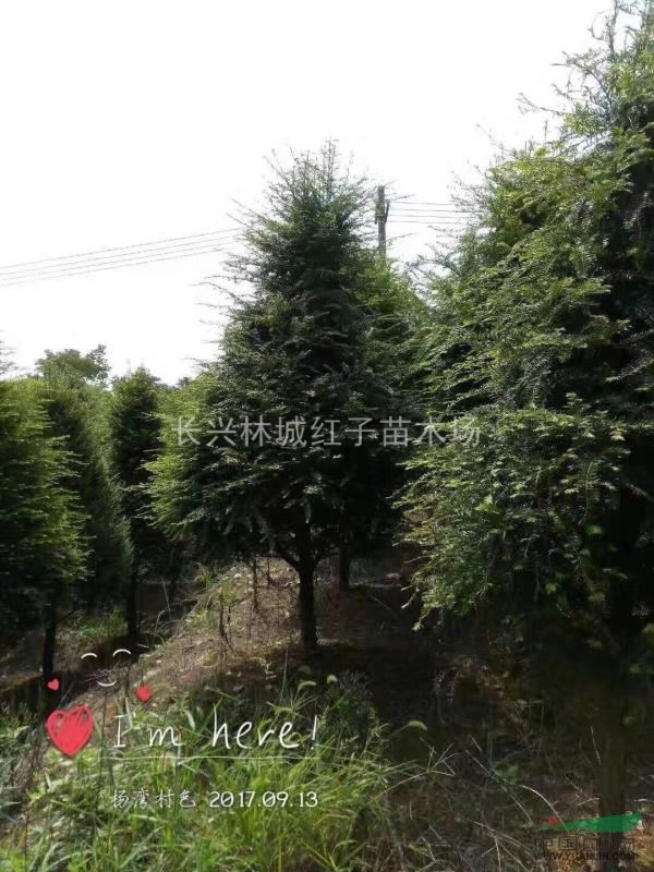 浙江提供红豆杉，美人梅