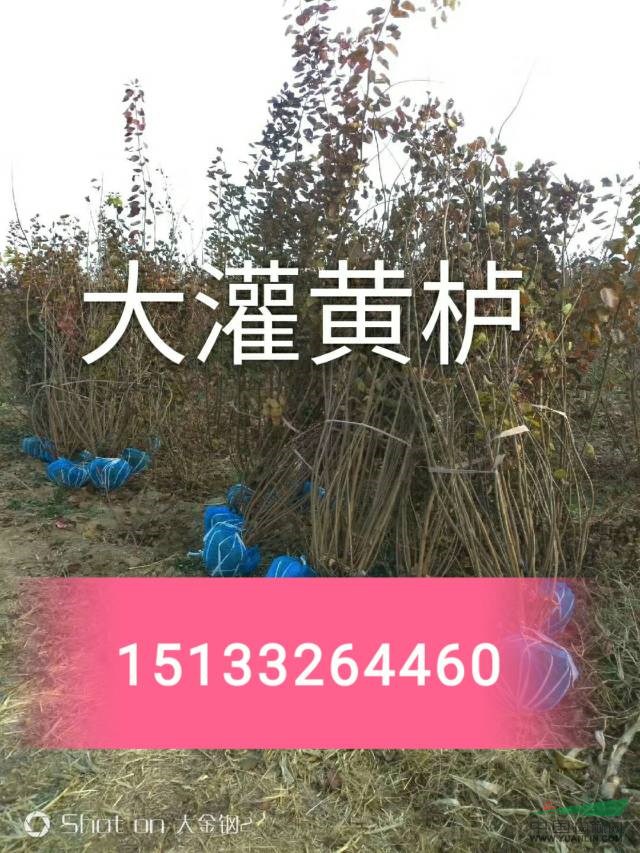 【叢生黃櫨】河北叢生黃櫨價(jià)格_定州叢生黃櫨_叢生黃櫨廠家直銷(xiāo)