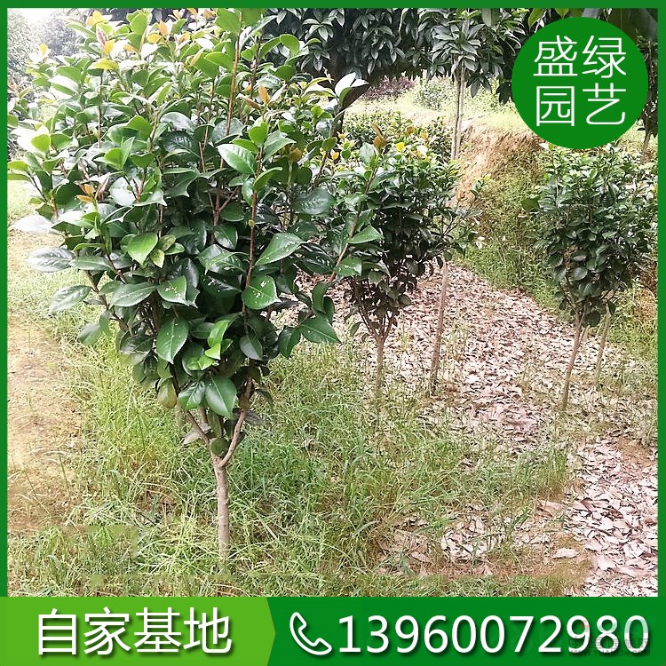 高1-2.5米茶花價格120-330元 漳州茶花 福建茶花 