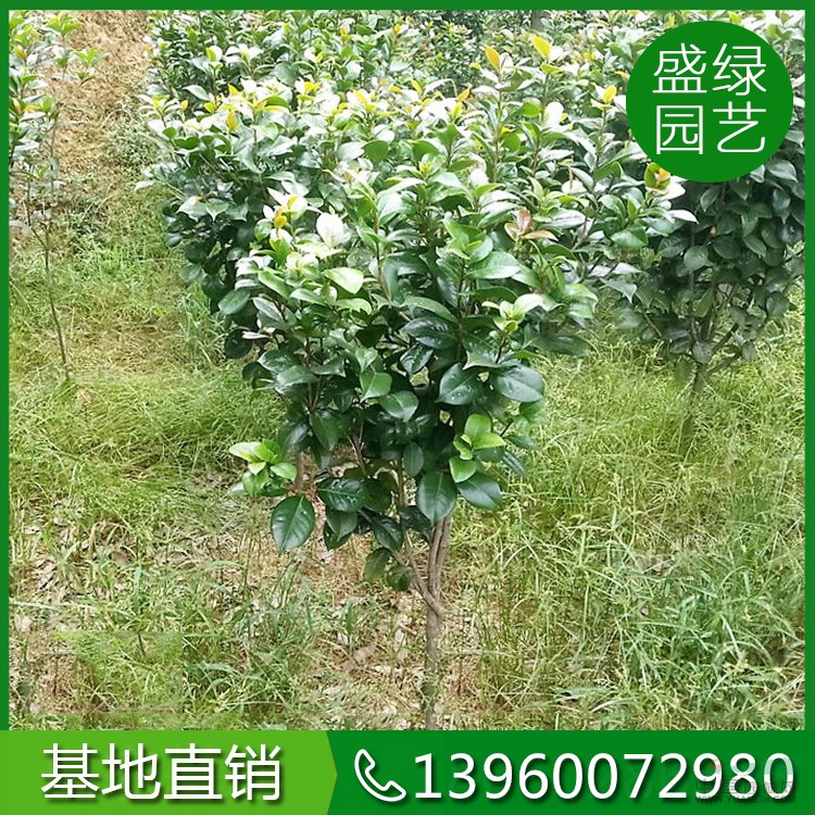 高1-2.5米茶花價格120-330元 漳州茶花 福建茶花 