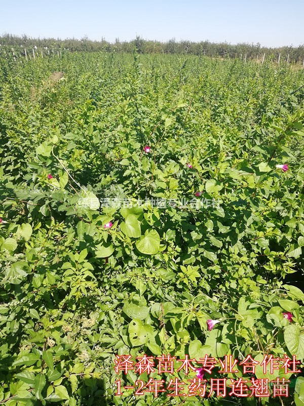 山西藥用連翹苗優(yōu)質(zhì)品種-山西連翹苗種植價格
