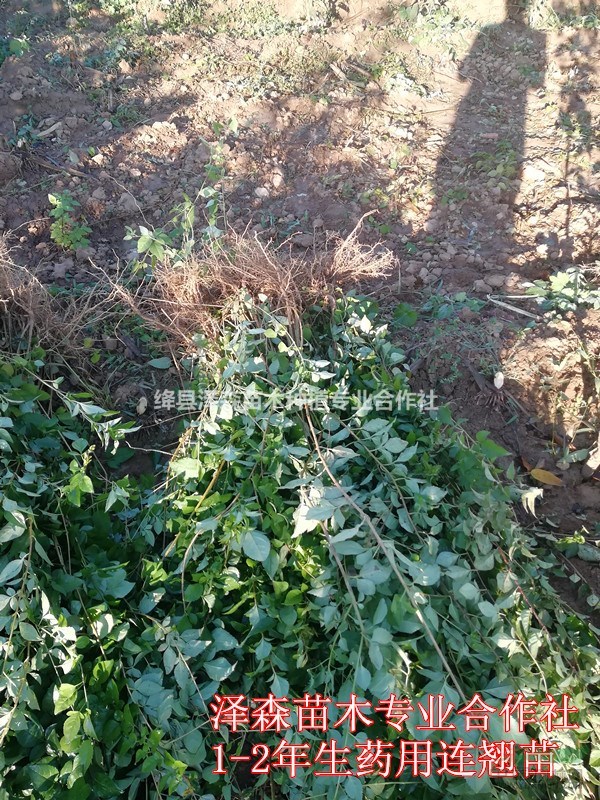 山西藥用連翹苗優(yōu)質(zhì)品種-山西連翹苗種植價格