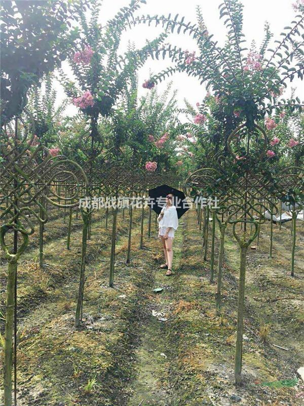 四川吉祥中國結(jié)紫薇造型 紫薇嫩枝編織中國結(jié) 紫薇造型基地