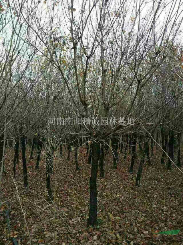 河南南陽(yáng)黃櫨基地！供應(yīng)：10公分黃櫨、260一棵