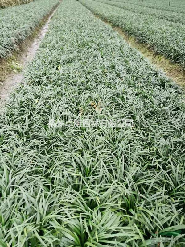 矮麥冬草(蕭山毛球,蕭山小苗.杯苗.工程用苗配送)