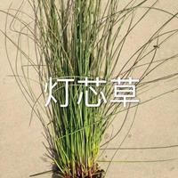 燈芯草、旱傘草價(jià)格浙江杭州蕭山再力花，梭魚草、矮蒲葦，蘆葦