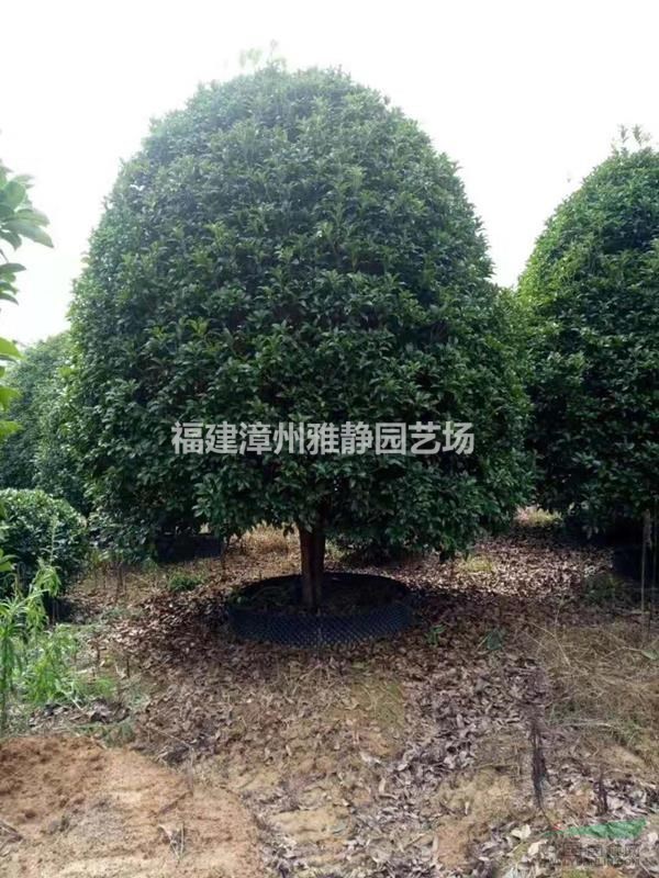 精品桂花3米.4米.5米冠