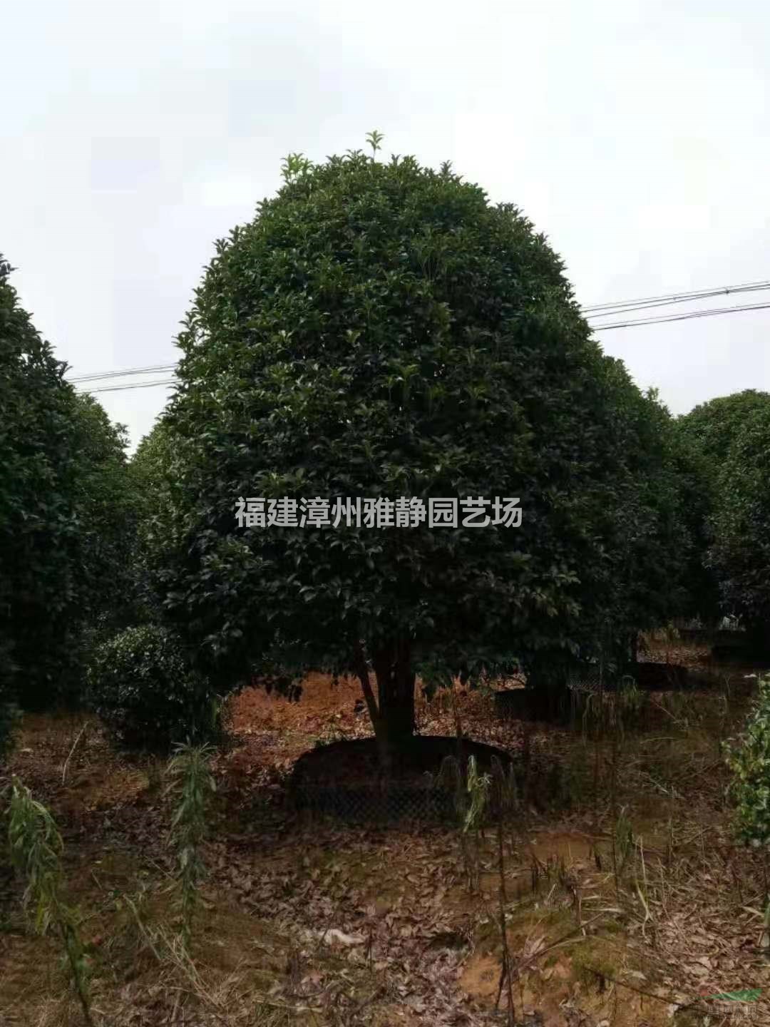 精品桂花3米.4米.5米冠