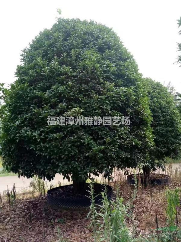 精品桂花3米.4米.5米冠