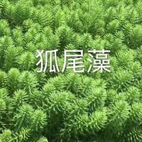 浙江狐尾藻/香蒲/蒲葦/水蔥/睡蓮/蘆竹/馬藺/狐尾藻價格