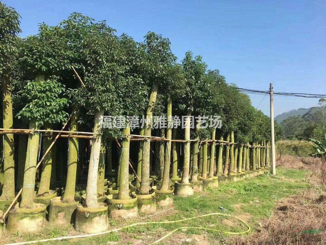 批发15广杆香樟