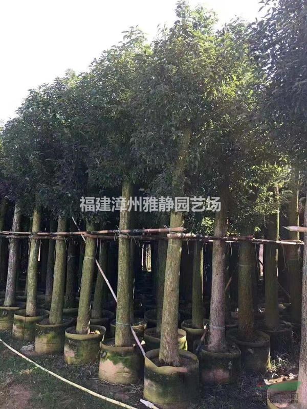 批发15广杆香樟