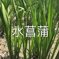 浙江蕭山水菖蒲行情/水菖蒲價(jià)格/大量供應(yīng)水菖蒲小苗