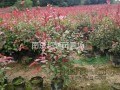 南京紅葉石楠苗圃~小紅葉石楠苗子價(jià)格
