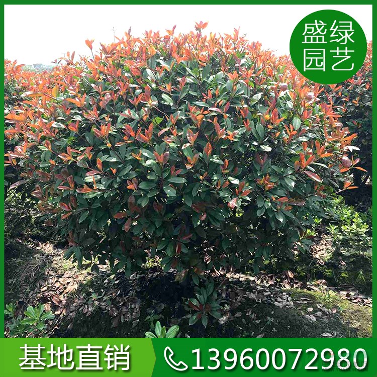 福建紅葉石楠球如何培育 紅葉石楠球培育方法