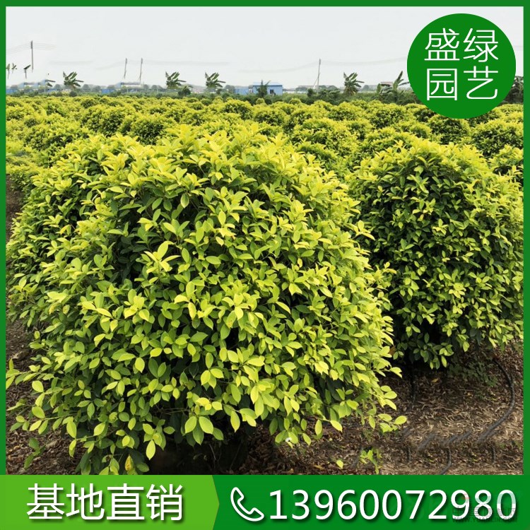 福建紅葉石楠球如何培育 紅葉石楠球培育方法