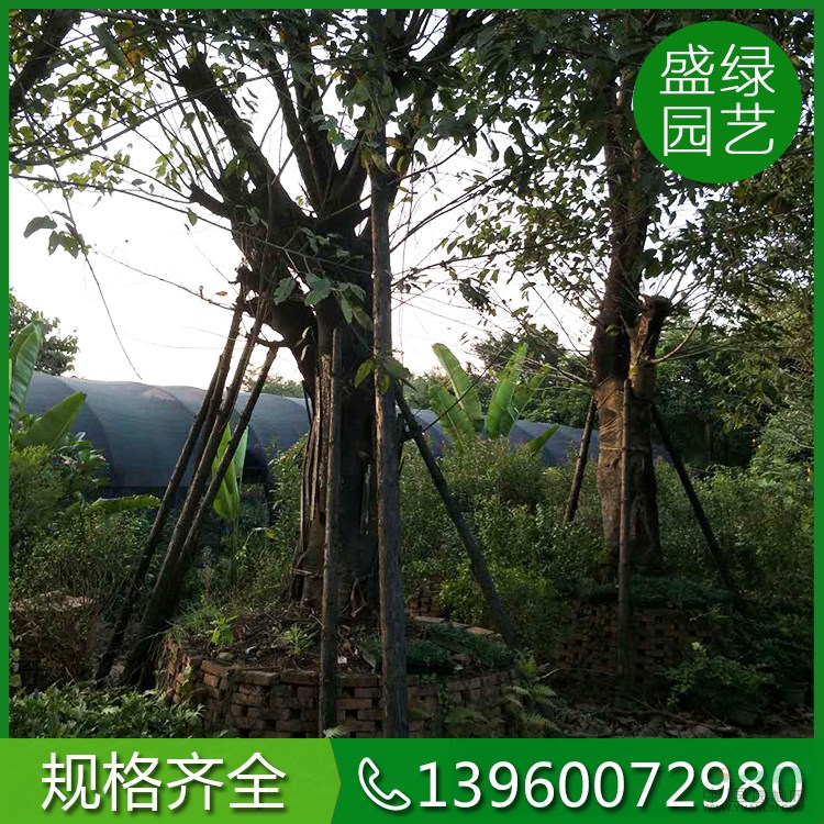 福建大葉榕栽培技術(shù) 福建大葉榕介紹 大葉榕規(guī)格齊全