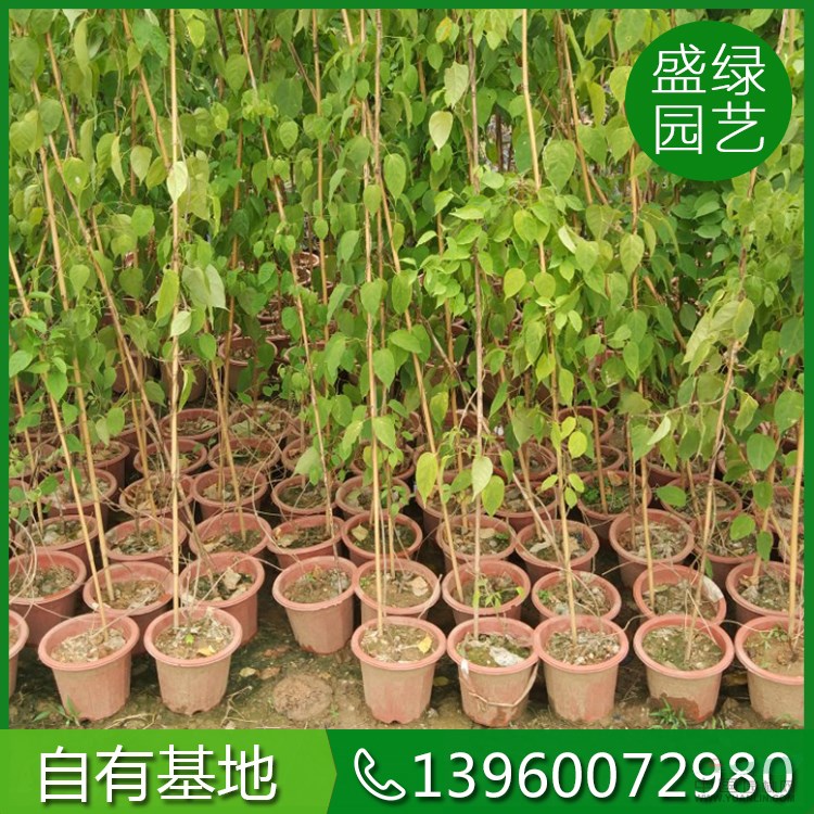 漳州炮仗花基地 漳州炮仗花價格 漳州炮仗花