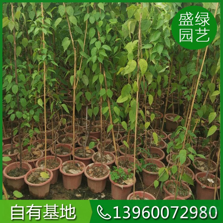 漳州炮仗花基地 漳州炮仗花價格 漳州炮仗花
