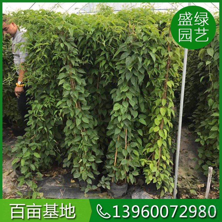 福建炮仗花價(jià)格（高200，價(jià)格15元） 精品炮仗花直銷