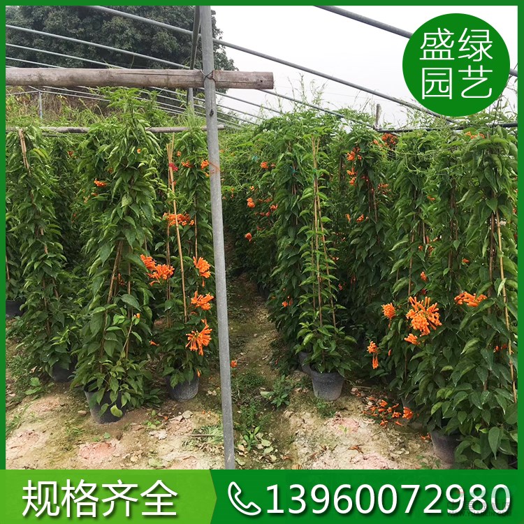 各種規(guī)格炮仗花 農(nóng)戶直銷炮仗花 福建炮仗花基地