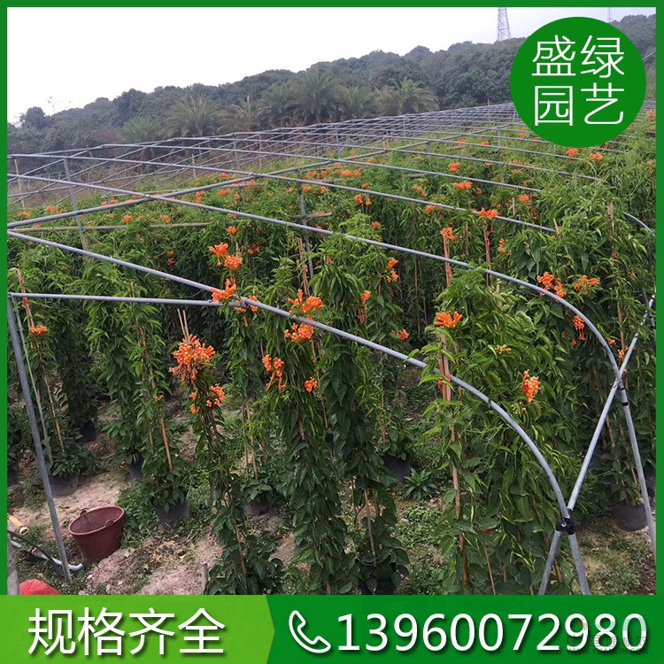 各種規(guī)格炮仗花 農(nóng)戶直銷炮仗花 福建炮仗花基地